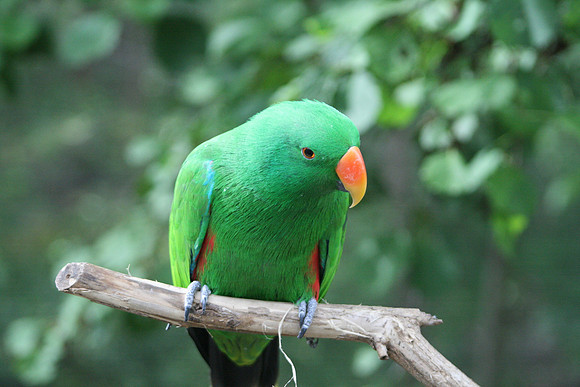 Parrot
