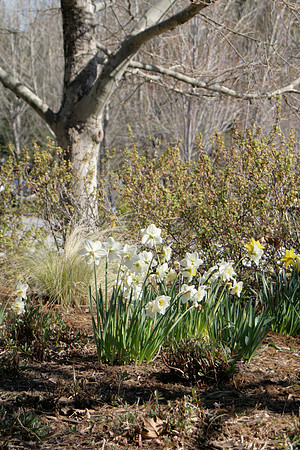 Daffodils with tree