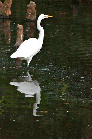 Egret