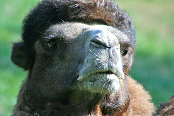 Bactrian Camel