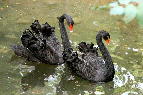 Black Swans