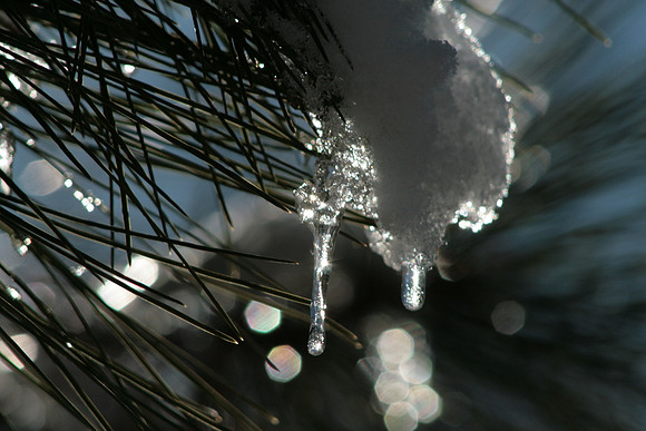 Winter in Grass Valley_8306