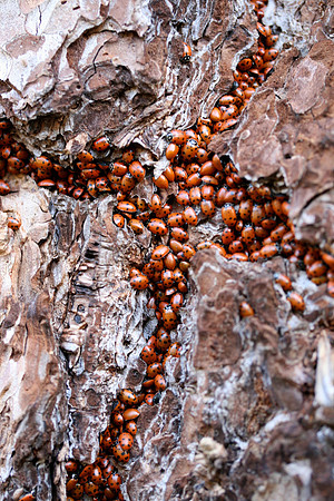 Ladybug Cross (Nevada City, CA)