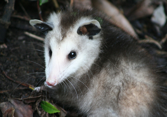 Possum baby, Seattle Zoo