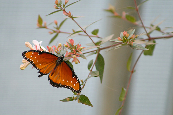 Tropic Queen Butterfly on branch, Seattle Zoo