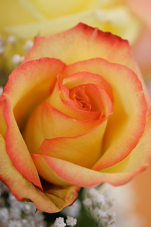 Rose (Yellow with Red edges) (V)