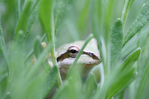 Garden Frog