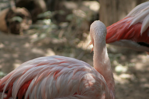 Flamingos