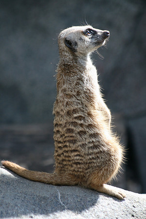 Meerkat Sentry
