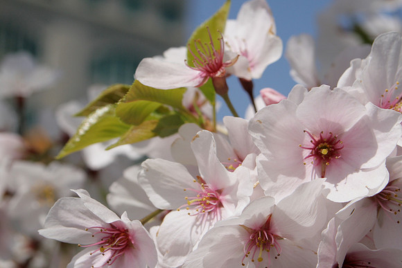 Tree flowers (Pink)