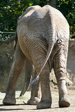 African Elephant Butt (Seattle)