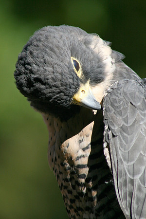 Falcon (Seattle)