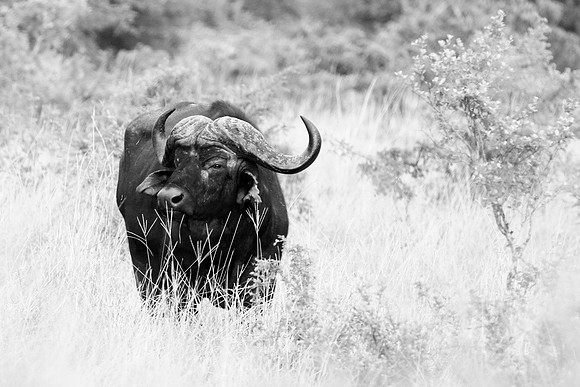 Cape Buffalo (B&W)