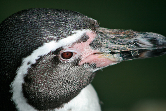 Humboldt Penguin