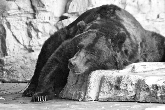 Grizzly Bear