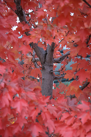Autumn in Nevada City_7861