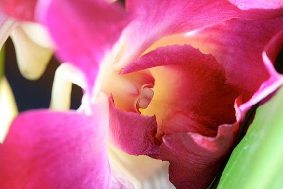 Orchid, close-up