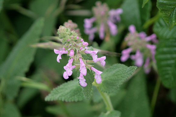 Pitcher Sage, Point Lobos