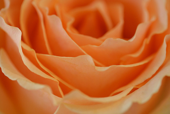 Rose, frilly, close-up, center (Peach)