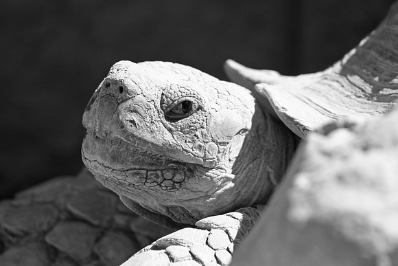 Desert Tortoise