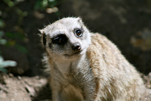 Meerkat