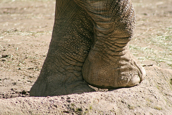 Elephant Feet (Seattle)