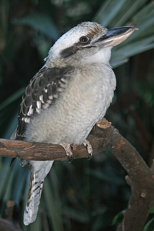 Kookaburra (Seattle)