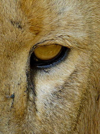 Lion Eye