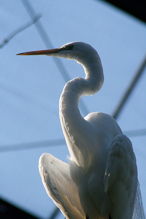 Egret