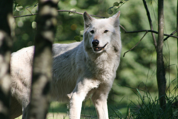 White Wolf (Seattle)