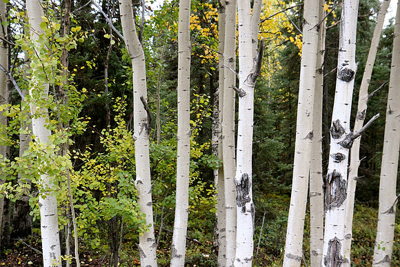 Birch at Skilak Lake
