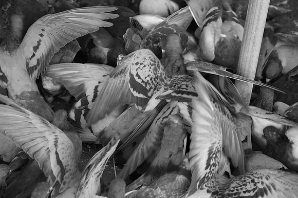 Pigeon Feeding Frenzy